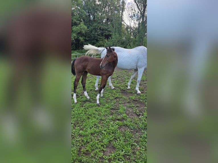 Westfaliano Giumenta Puledri (05/2026) Baio scuro in Harburg