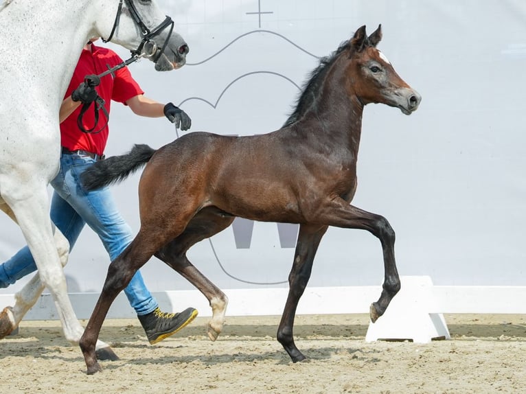 Westfaliano Giumenta Puledri
 (07/2024) Baio scuro in Münster-Handorf