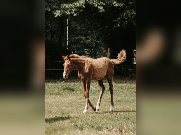 Westfaliano Giumenta  in Greven