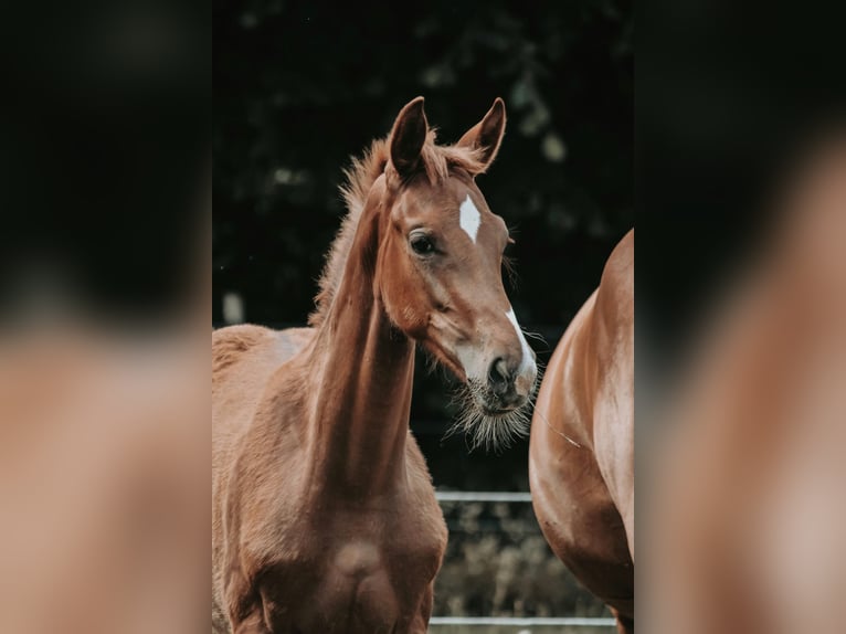 Westfaliano Giumenta  in Greven