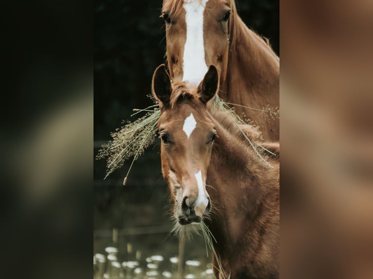 Westfaliano Giumenta  in Greven