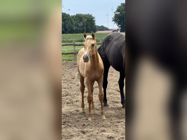 Westfaliano Giumenta Puledri (04/2025) in Neuenkirchen-V&#xF6;rdenV&#xF6;rden