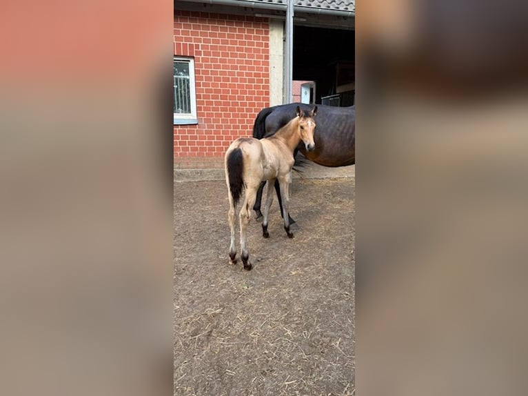 Westfaliano Giumenta Puledri (04/2026)  in Recklinghausen