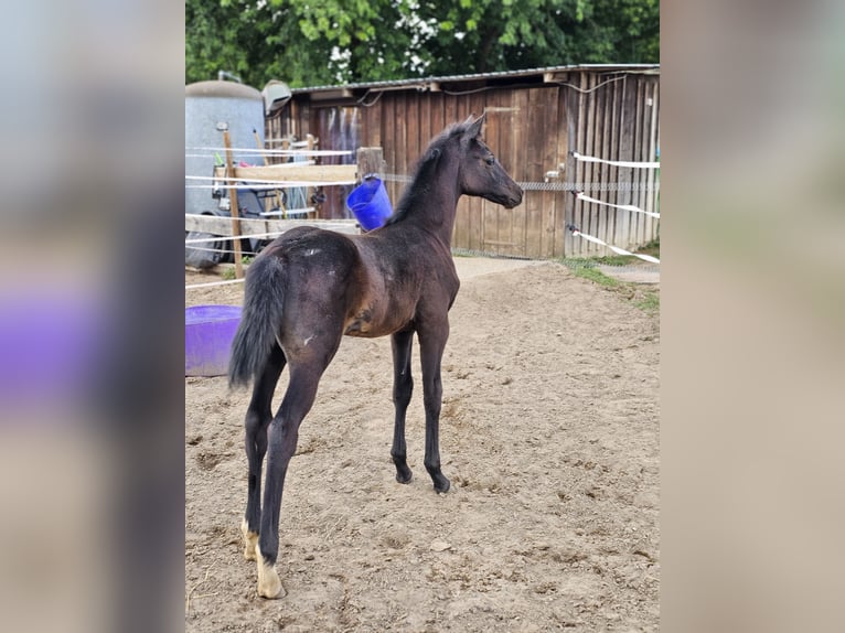Westfaliano Giumenta Puledri (05/2025) Grigio in Mannheim