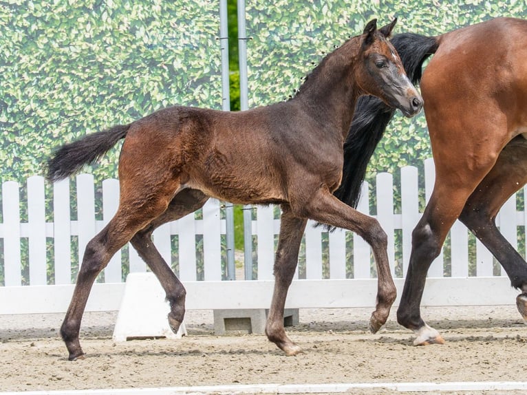 Westfaliano Giumenta Puledri (03/2026) Grigio in Mnster-Handorf