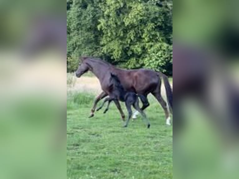 Westfaliano Giumenta Puledri (06/2026) Morello in Neuenkirchen