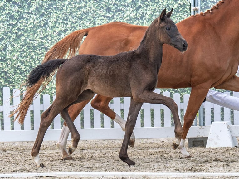 Westfaliano Giumenta  Morello in M&#xFC;nster Handorf