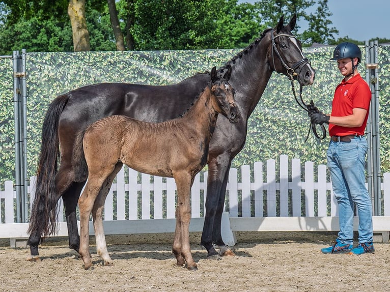 Westfaliano Giumenta  Morello in M&#xFC;nster Handorf