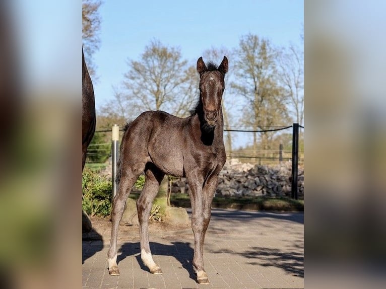 Westfaliano Giumenta  Morello in Nordwalde