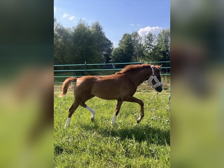 Westfaliano Giumenta Puledri (04/2026) Sauro in Kulmbach