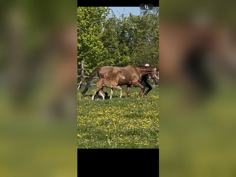 Westfaliano Giumenta Puledri (04/2026) Sauro in Kulmbach