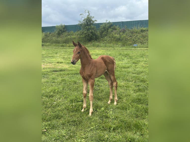 Westfaliano Giumenta Puledri (04/2026) Sauro in Lindlar