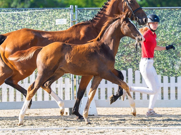 Westfaliano Giumenta Puledri (04/2026) Sauro in Mnster-Handorf