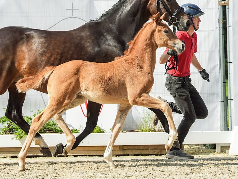 Westfaliano Giumenta Puledri
 (04/2024) Sauro in Münster-Handorf