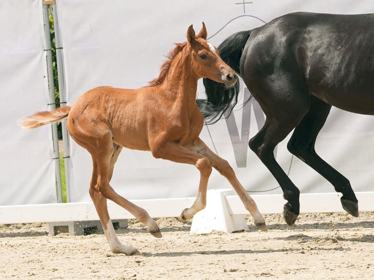 Westfaliano Giumenta Puledri (05/2024) Sauro in Münster-Handorf