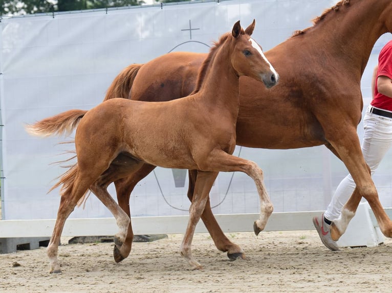 Westfaliano Giumenta Puledri
 (05/2024) Sauro in Münster-Handorf