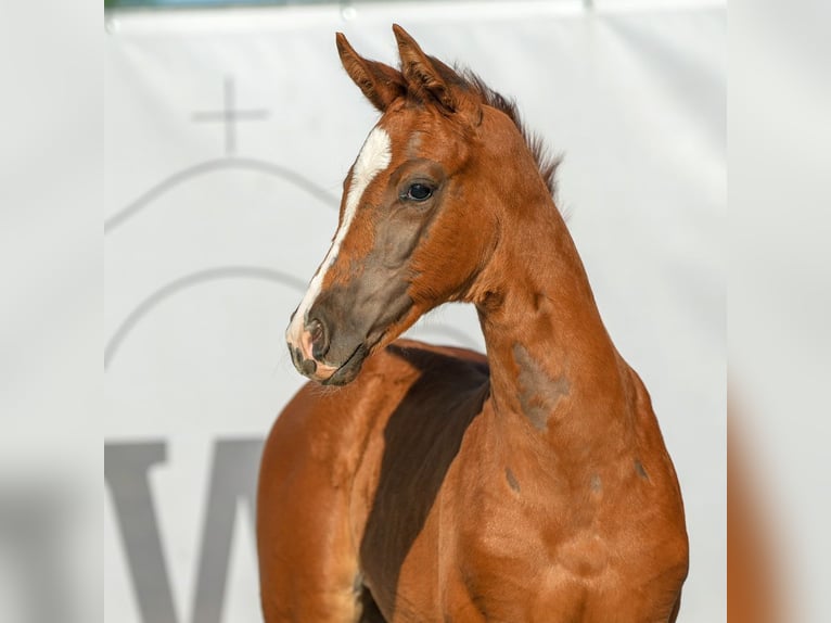 Westfaliano Giumenta Puledri
 (04/2024) Sauro in Münster-Handorf