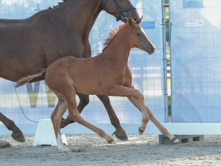 Westfaliano Giumenta Puledri
 (04/2024) Sauro in Münster-Handorf