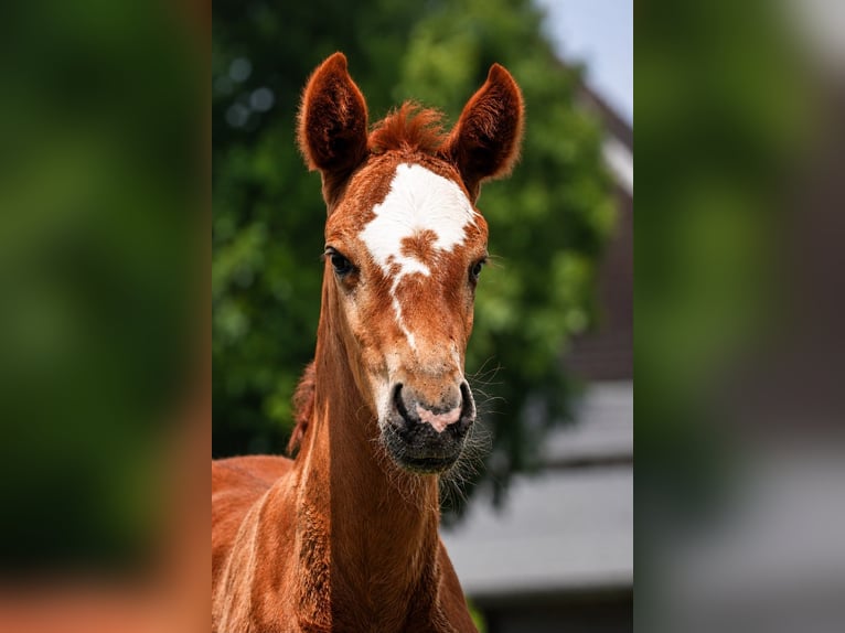Westfaliano Giumenta Puledri (06/2026) Sauro in Oberhausen
