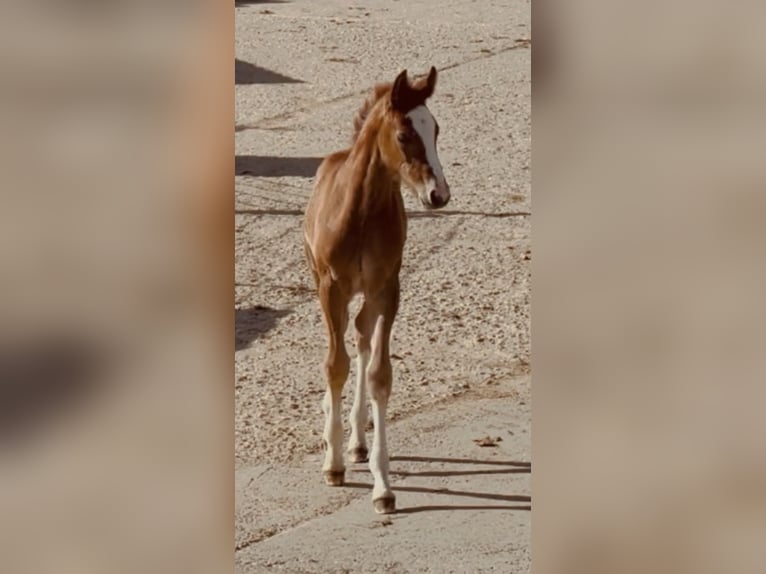 Westfaliano Giumenta Puledri (04/2026) Sauro in Lindlar
