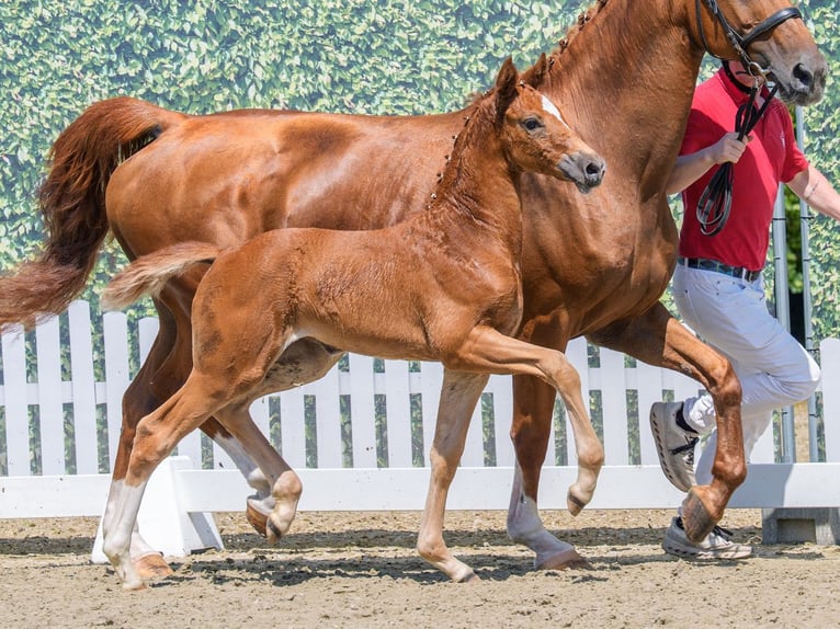 Westfaliano Giumenta Puledri (05/2026) Sauro in Mnster-Handorf