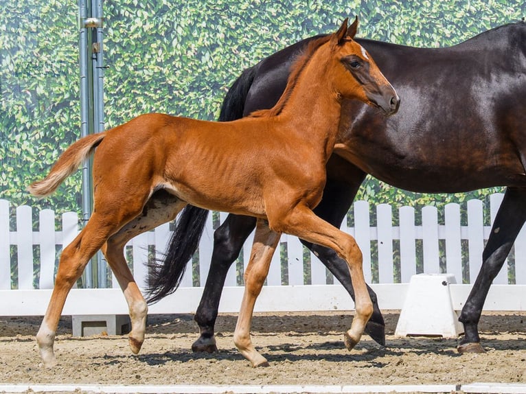 Westfaliano Giumenta Puledri (06/2026) Sauro in Mnster-Handorf
