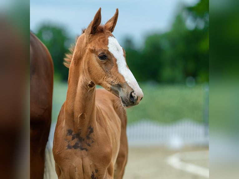 Westfaliano Giumenta Puledri (05/2026) Sauro in Mnster-Handorf