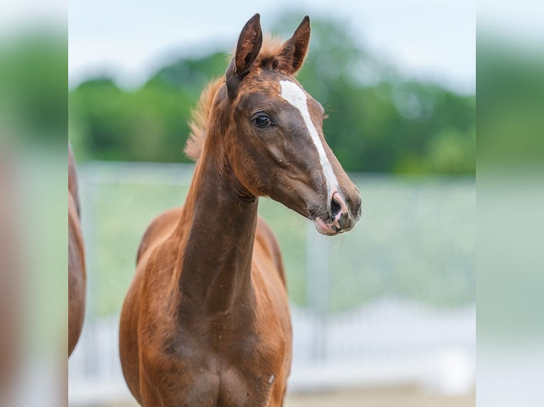 Westfaliano Giumenta Puledri (04/2026) Sauro in Riesenbeck