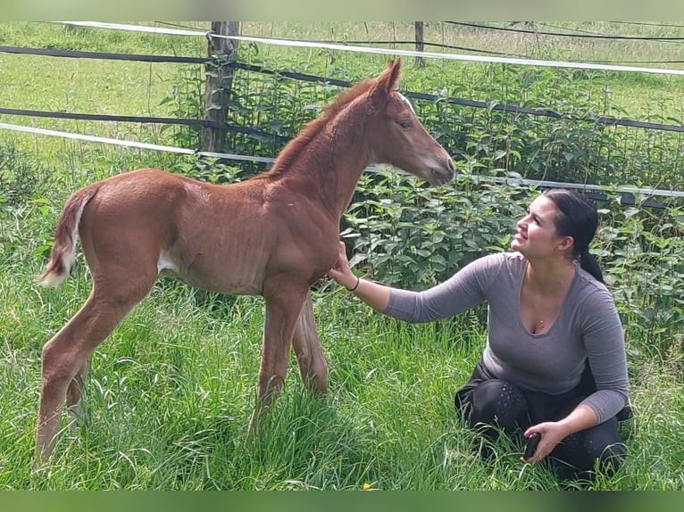 Westfaliano Giumenta Puledri
 (05/2024) Sauro scuro in Bielefeld