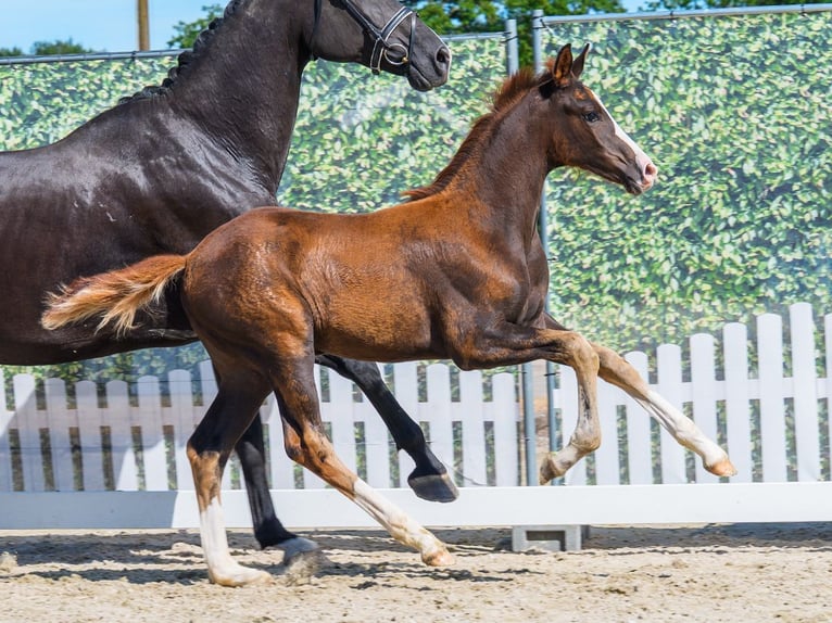 Westfaliano Giumenta Puledri (05/2026) Sauro scuro in Mnster-Handorf