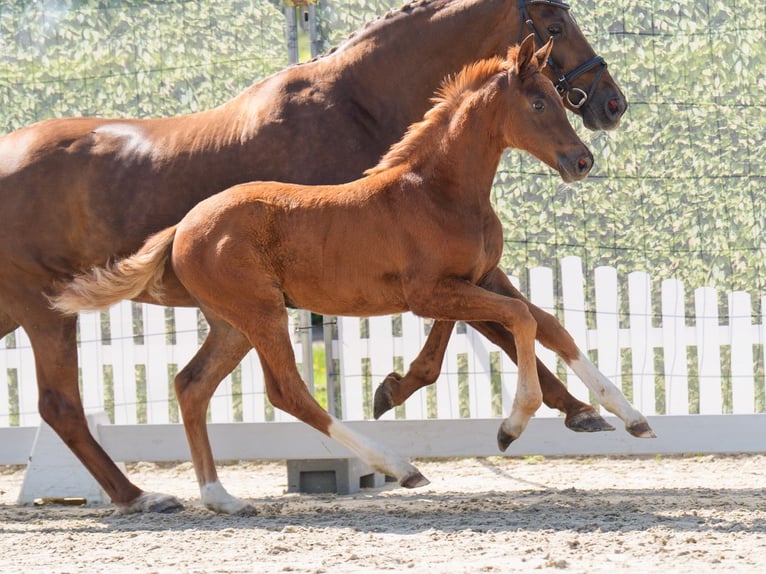 Westfaliano Giumenta  Sauro scuro in Münster-Handorf