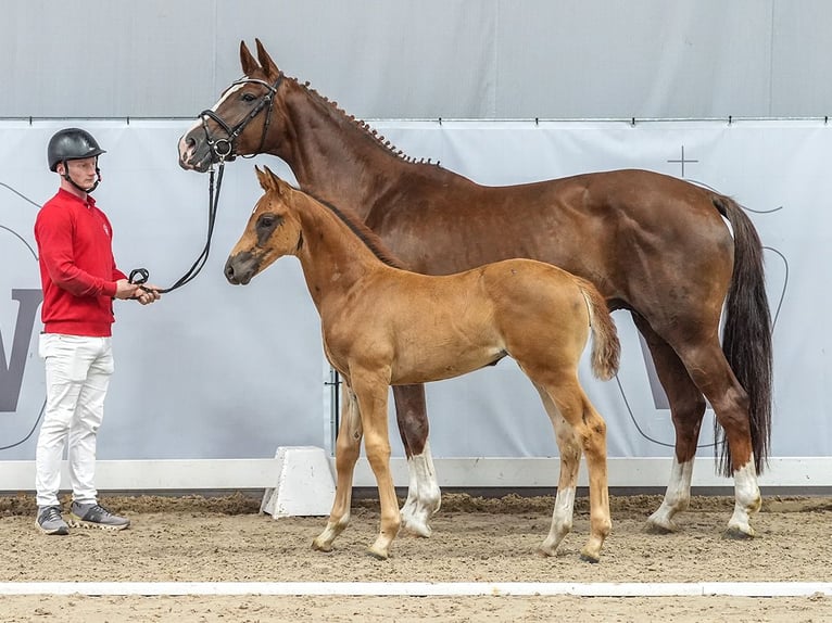 Westfaliano Giumenta Puledri
 (05/2024) Sauro scuro in Münster-Handorf