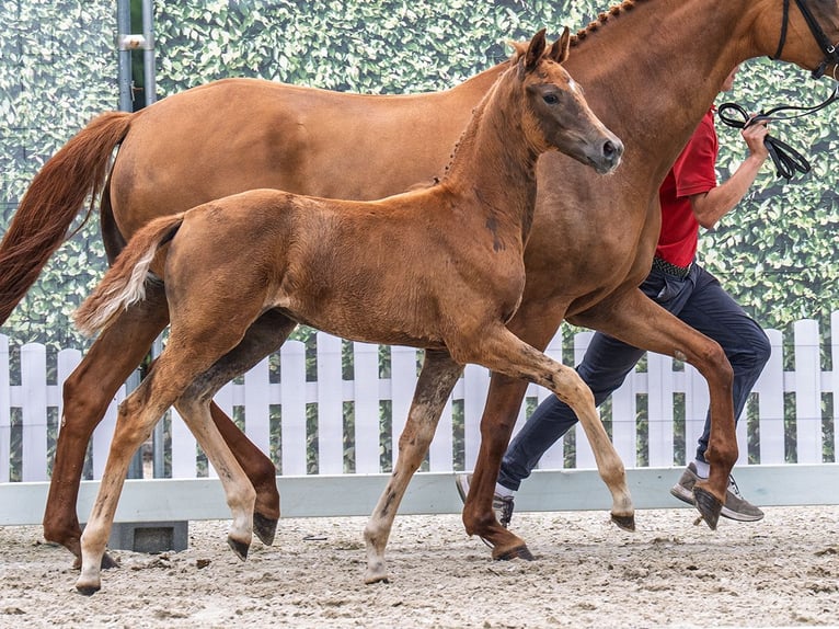Westfaliano Giumenta  Sauro scuro in M&#xFC;nster Handorf
