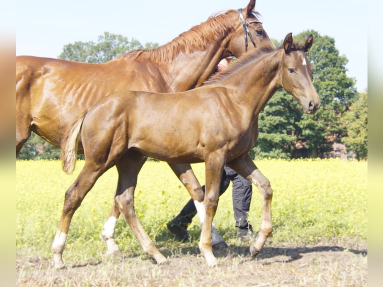 Westfaliano Giumenta Puledri (05/2024) Sauro scuro in Münster-Handorf