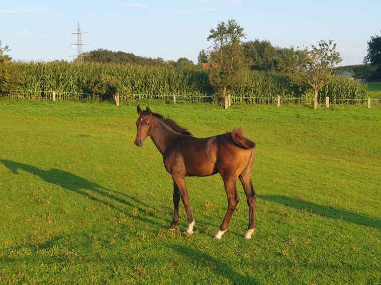 Westfaliano Giumenta Puledri (03/2024) Sauro scuro in Melle