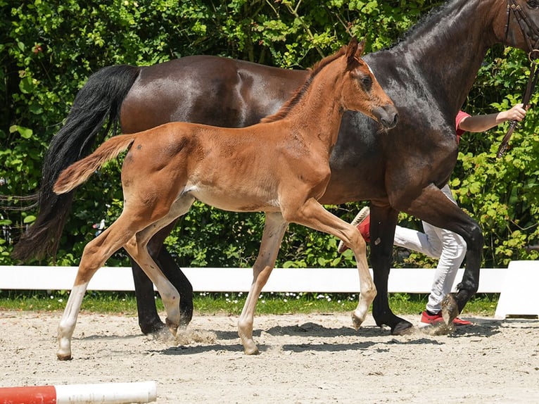 Westfaliano Giumenta Puledri
 (04/2024) Sauro scuro in Münster-Handorf