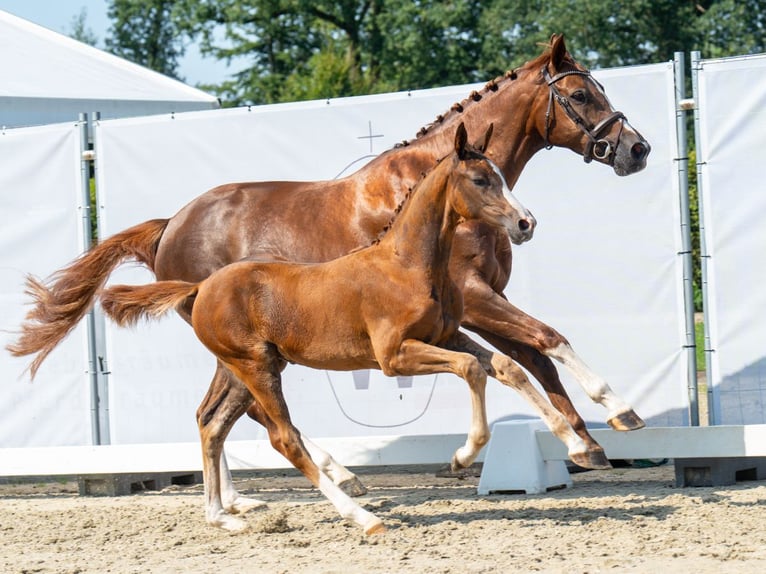 Westfaliano Giumenta Puledri
 (05/2024) Sauro scuro in Münster-Handorf