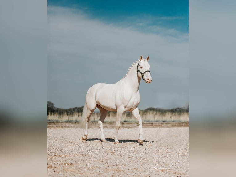 Westfaliano Semental 13 años 163 cm Cremello in Knighton