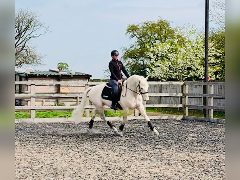 Westfaliano Mestizo Semental 14 años 163 cm Cremello in Powys