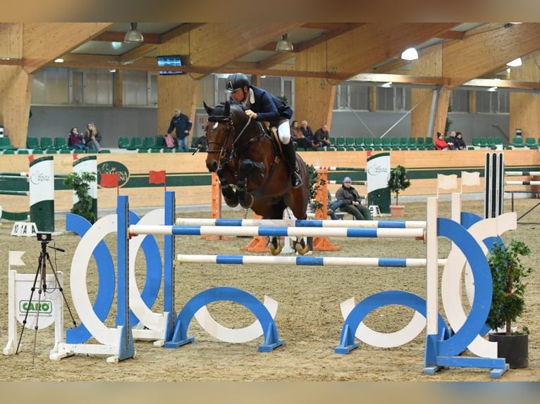 Westfaliano Semental 17 años 173 cm Castaño in Ebreichsdorf
