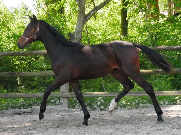 Westfaliano Semental 1 año 144 cm in Dorsten