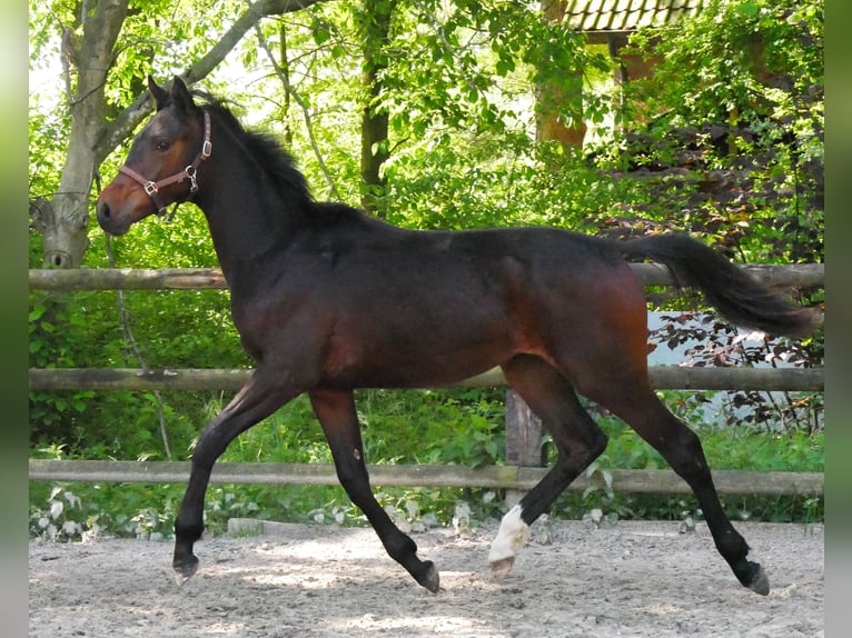 Westfaliano Semental 1 año 144 cm in Dorsten