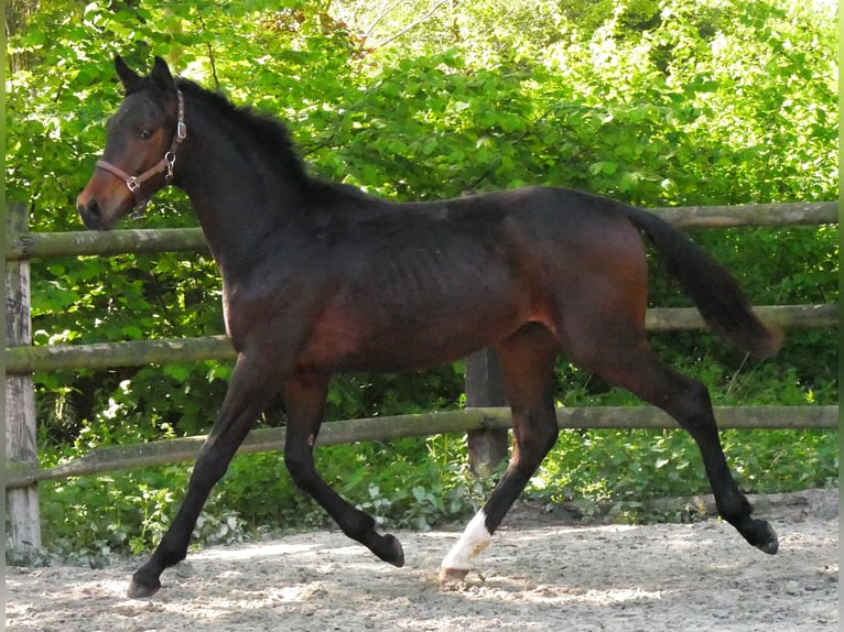 Westfaliano Semental 1 año 144 cm in Dorsten