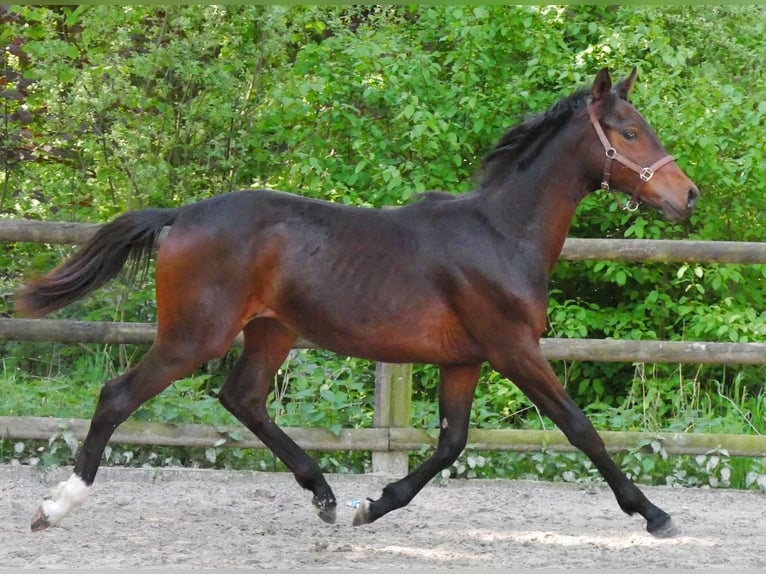 Westfaliano Semental 1 año 144 cm in Dorsten