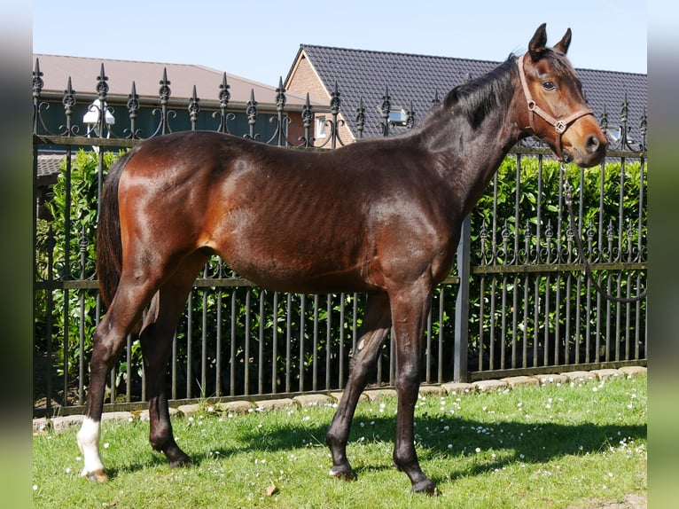 Westfaliano Semental 1 año 144 cm in Dorsten