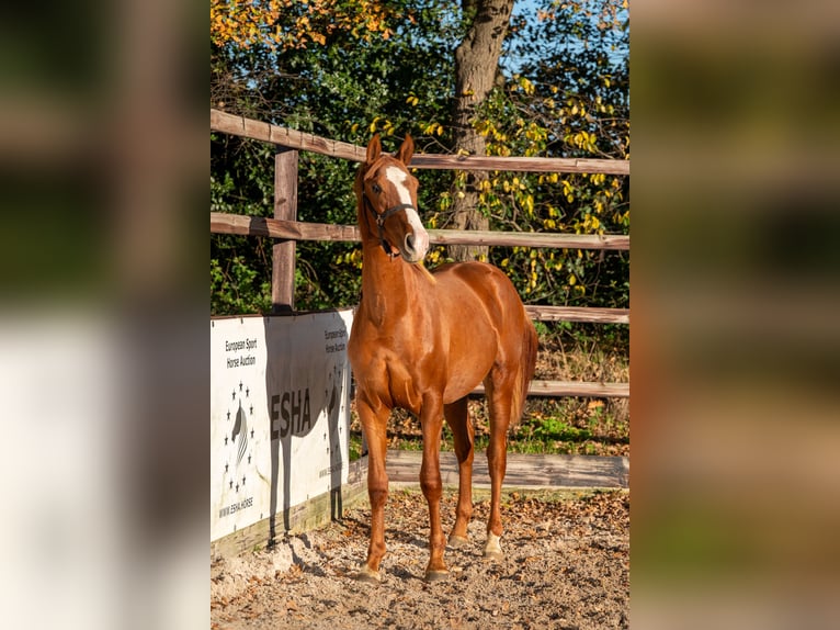 Westfaliano Semental 1 año 152 cm Alazán in GROTE-BROGEL