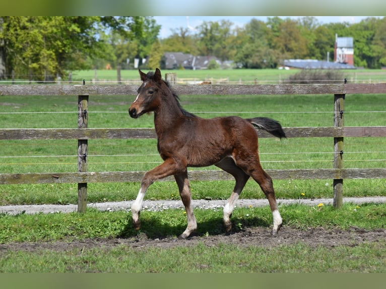Westfaliano Semental 1 año 161 cm Morcillo in Legden