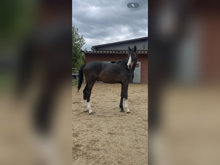 Westfaliano Semental 1 año 170 cm Morcillo in Melle