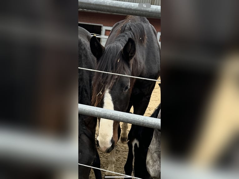 Westfaliano Semental 1 año 170 cm Morcillo in Melle