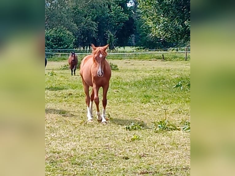 Westfaliano Semental 1 año 172 cm Alazán-tostado in Hasbergen